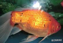 鱼身上有红点是什么病怎么治疗？天使鱼身上有红点是怎么回事？