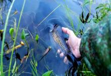 春末立夏钓鲫鱼，饵料别用反！这3种味型一换，连竿到手软