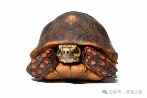 陆龟——红腿陆龟——鲜艳夺目的热带陆龟