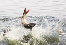 钓大鱼总切线？这不是线号问题，竿稍绳绑法不对，再贵的线也扛不住