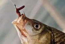 揭秘｜蚯蚓在土里，鲫鱼在水里，为啥鲫鱼知道蚯蚓能吃？而且很喜欢吃！