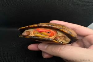 为什么龟成了很多家庭的宠物之一？现在越来越多人开始喜欢养？