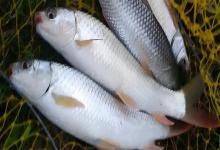 麦瑞加拉鲮是什么鱼？