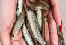 华鲮是什么鱼？