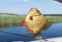 夏季中午难钓鱼？掌握“钓深还是钓浮”的水温判断法，中午也能连竿