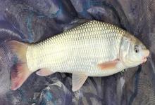 似鲮华鲮是什么鱼？