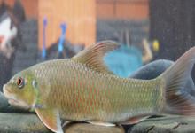 宽头华鲮是什么鱼？