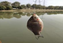 鱼竿长别乱选！记住这“1长1短”原则，上鱼率提升一倍！