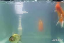 鱼缸水发浑发白怎么办？鱼缸水发浑发白有泡沫怎么处理？高效解决