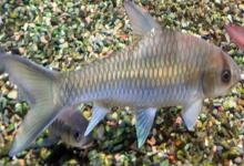 墨脱华鲮是什么鱼？