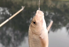 野钓20年老手：钓鲫鱼我只用这3种钩，其他都是浪费钱