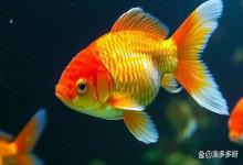 兰寿鱼缸亚硝酸盐高怎么办？兰寿鱼缸氨氮、亚硝酸盐超标怎么办？