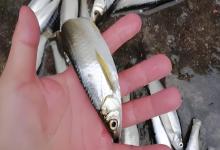 以前钓到就扔，如今有钱也不一定买得到？白条鱼的逆袭之路