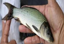 元江华鲮是什么鱼？