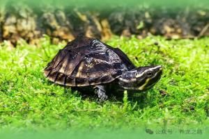 麝香蛋龟：一种会释放出麝香味龟