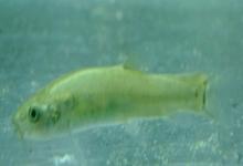 郑氏间条鳅是什么鱼？