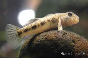 曾经无人问津的小杂鱼趴地虎——子陵吻虾虎鱼