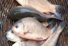 露斯塔野鲮是什么鱼？