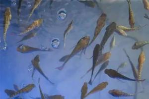 家里养一缸医生鱼，享受五星级的大保健！