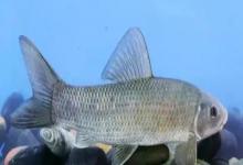 湘华鲮是什么鱼？
