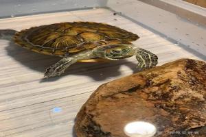 把龟养小缸里就能“控型”？别傻了，科学告诉你真相