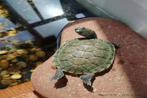 龟缸旁的摇滚乐，是享受还是折磨？龟怕噪音的真相