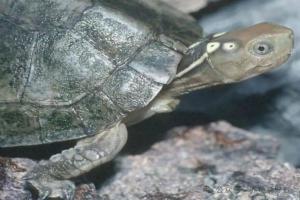 别再傻傻喂饱龟了！可能九成养龟人踩中的“喂食陷阱”