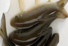 洞庭华鲮是什么鱼？