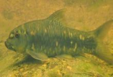 东方墨头鱼是什么鱼？