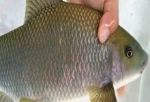 桂华鲮是什么鱼？