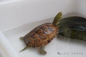 龟友踩过的坑：想让它长得快，反而害了它？正确方法在此