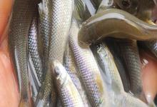 滇华鲮是什么鱼？