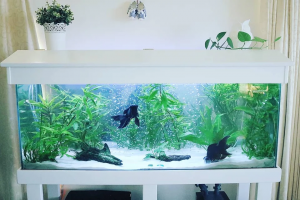 养金鱼可以放水草吗？搭配什么水草比较好呢？