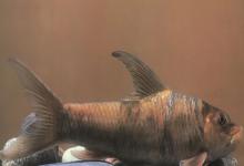 朱氏华鲮是什么鱼？