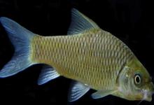 河口华鲮是什么鱼？