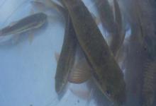 墨头鱼是什么鱼？
