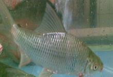 盆唇华鲮是什么鱼？