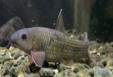 长须华鲮是什么鱼？