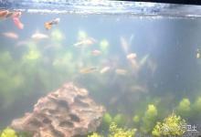 老缸水突然变白雾蒙蒙的怎样补救？老缸水突然变白雾蒙蒙是不是过滤脏了？