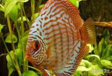 观赏鱼鳃肿起来了是怎么回事？观赏鱼鳃部肿胀发红怎么治疗？