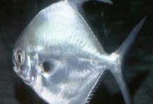 镰鳍鲳鲹是什么鱼？