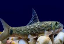 高体墨头鱼是什么鱼？