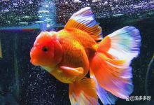 小金鱼鱼鳞脱落是怎么回事？小金鱼掉鳞片怎么治疗？看这篇就够