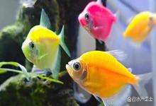 天使鱼缸亚硝酸盐超标怎么办？如何降低鱼缸的氨氮和亚硝酸盐？