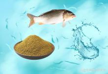 黑坑鲤鱼饵蛋白质含量不达标的三个表现