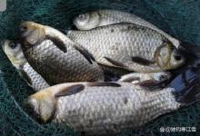 清明后这3种鱼饿疯了，浅滩草边随便钓，连竿到手软！