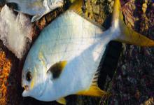 卵形鲳鲹是什么鱼？