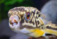 狗头鱼身上有白点是怎么回事？狗头鱼白点升温反而更多了怎么办？