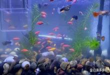 鱼缸换滤材后浑浊雾蒙蒙的怎么办？鱼缸换滤材后水变浑浊怎么办？