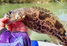 一次产卵60万粒，鳜鱼遍布全国，为何没像清道夫那样泛滥成灾？